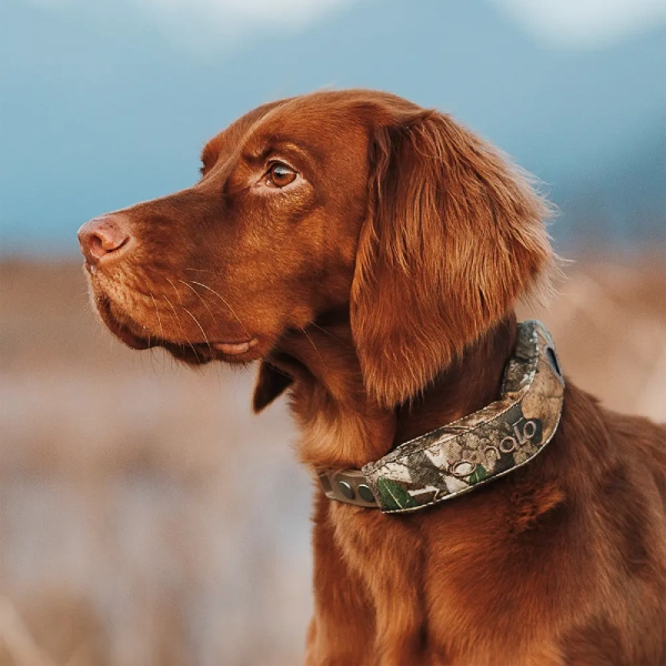 Halo Collar 5 