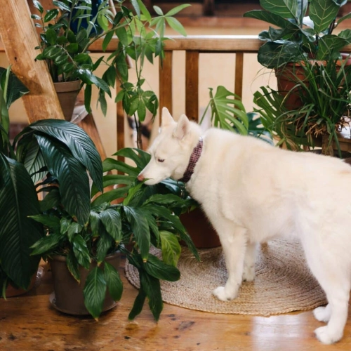 Plant Addicts