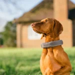 Halo Collar 5 Review