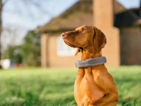 Halo Collar 5 Review