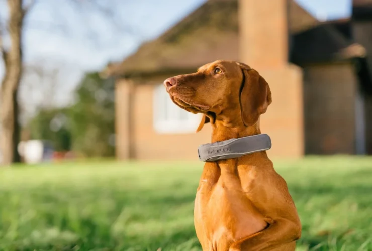 Halo Collar 5 Review