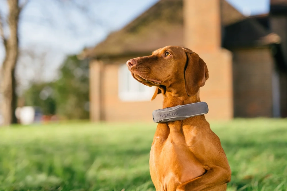 Halo Collar 5 Review